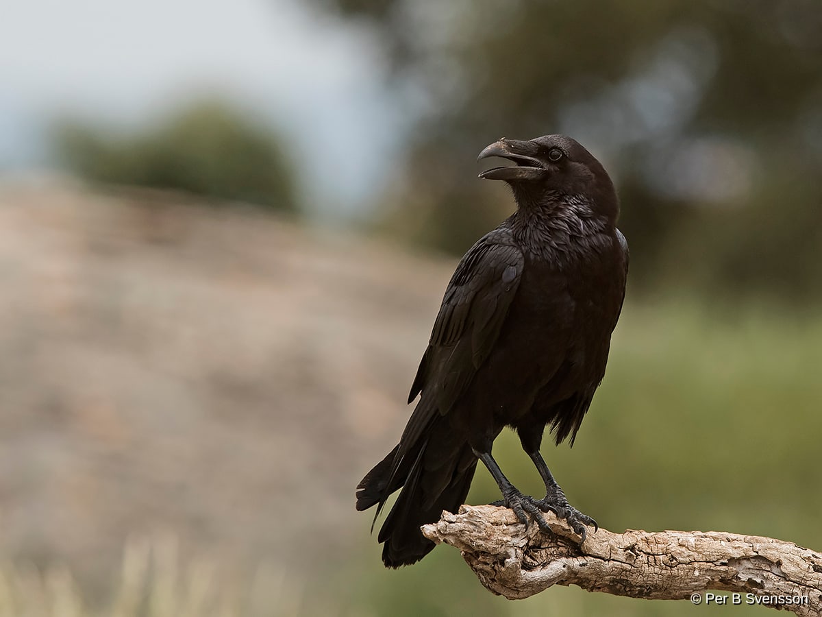 Ravn