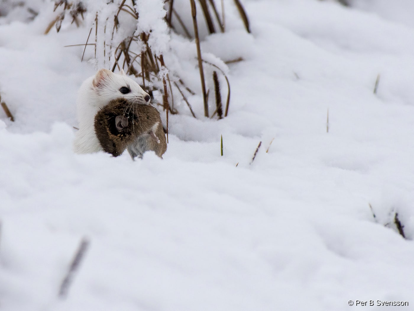Lækat