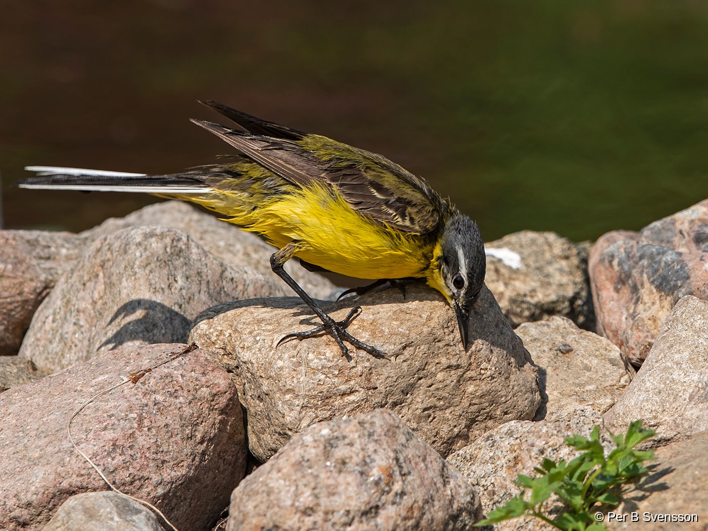 Gul Vipstjert