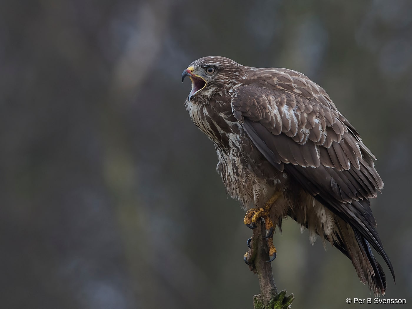 Musvåge
