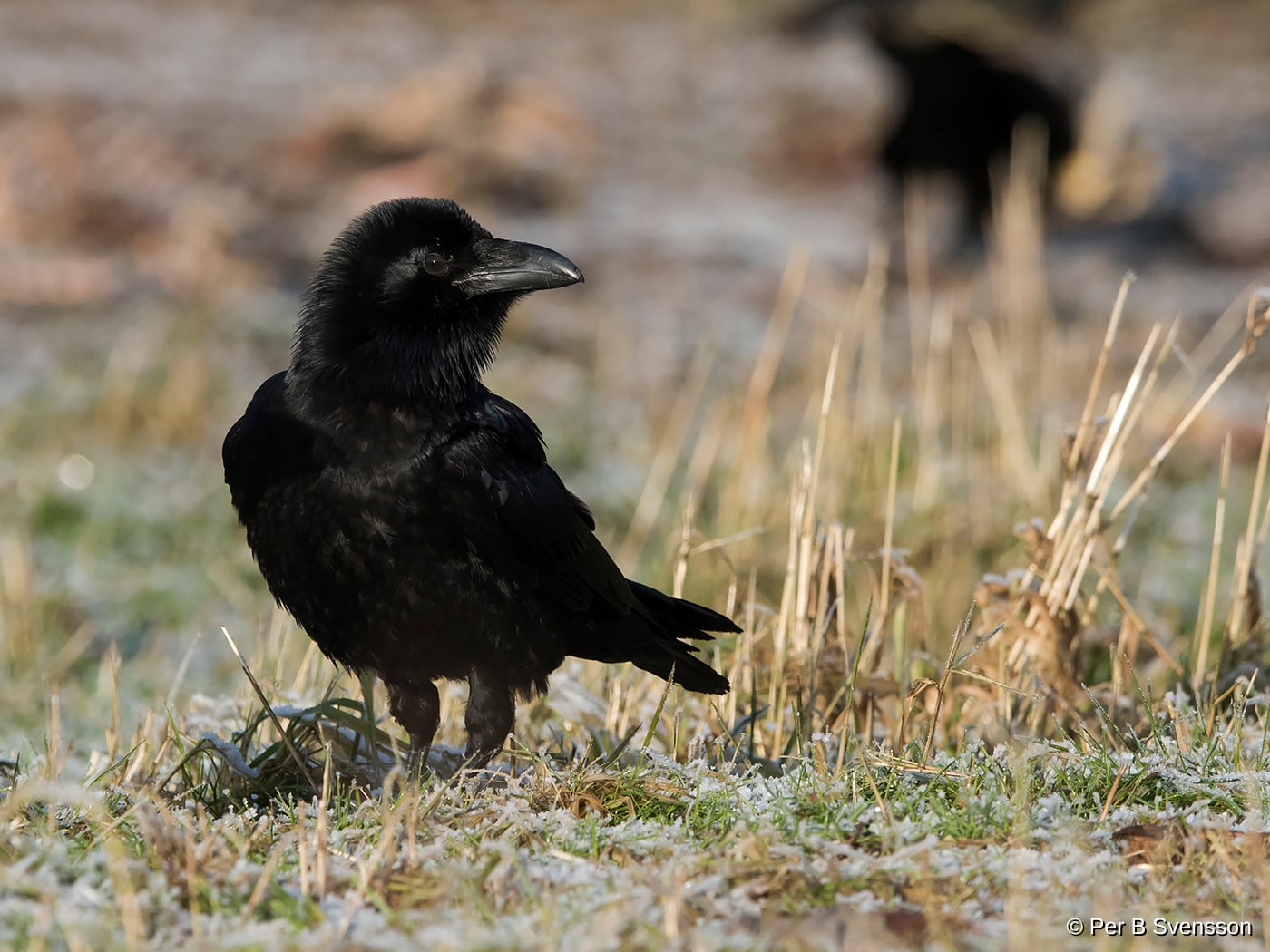 Ravn