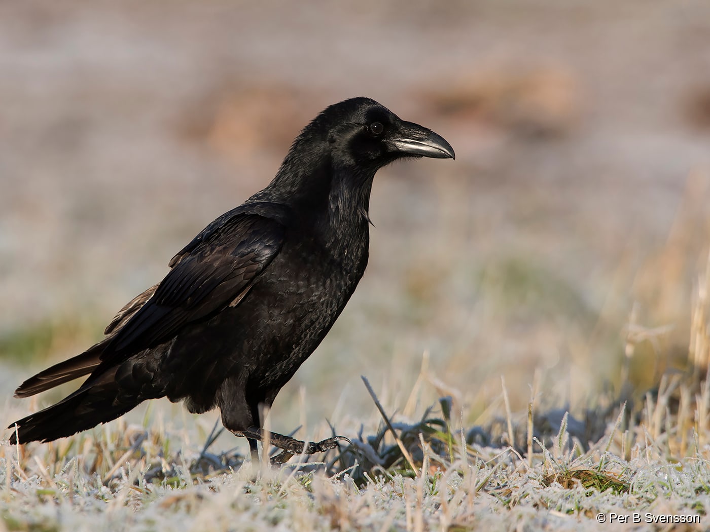 Ravn
