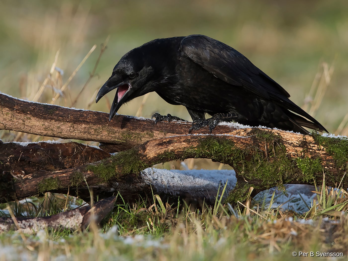 Ravn