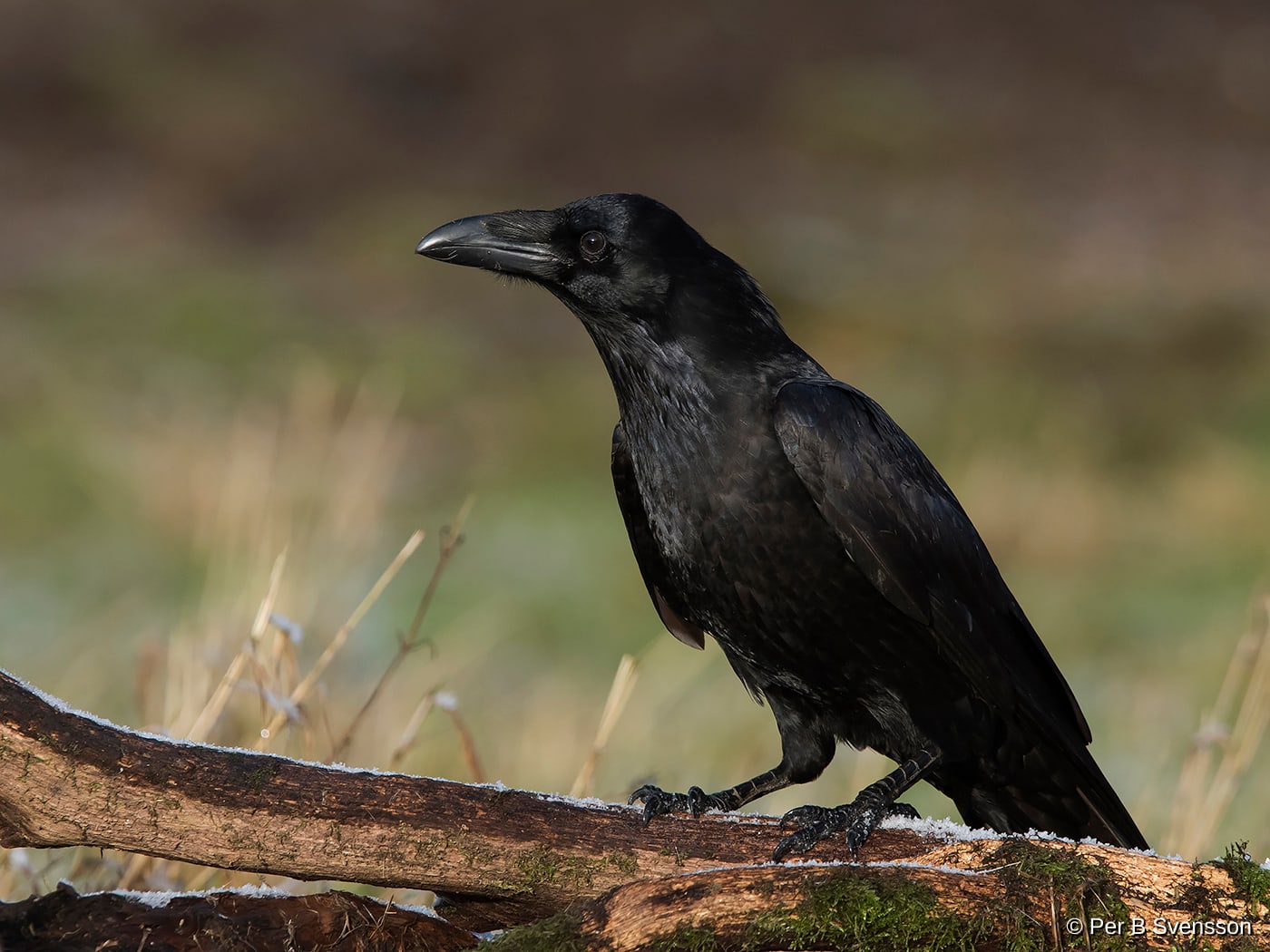Ravn