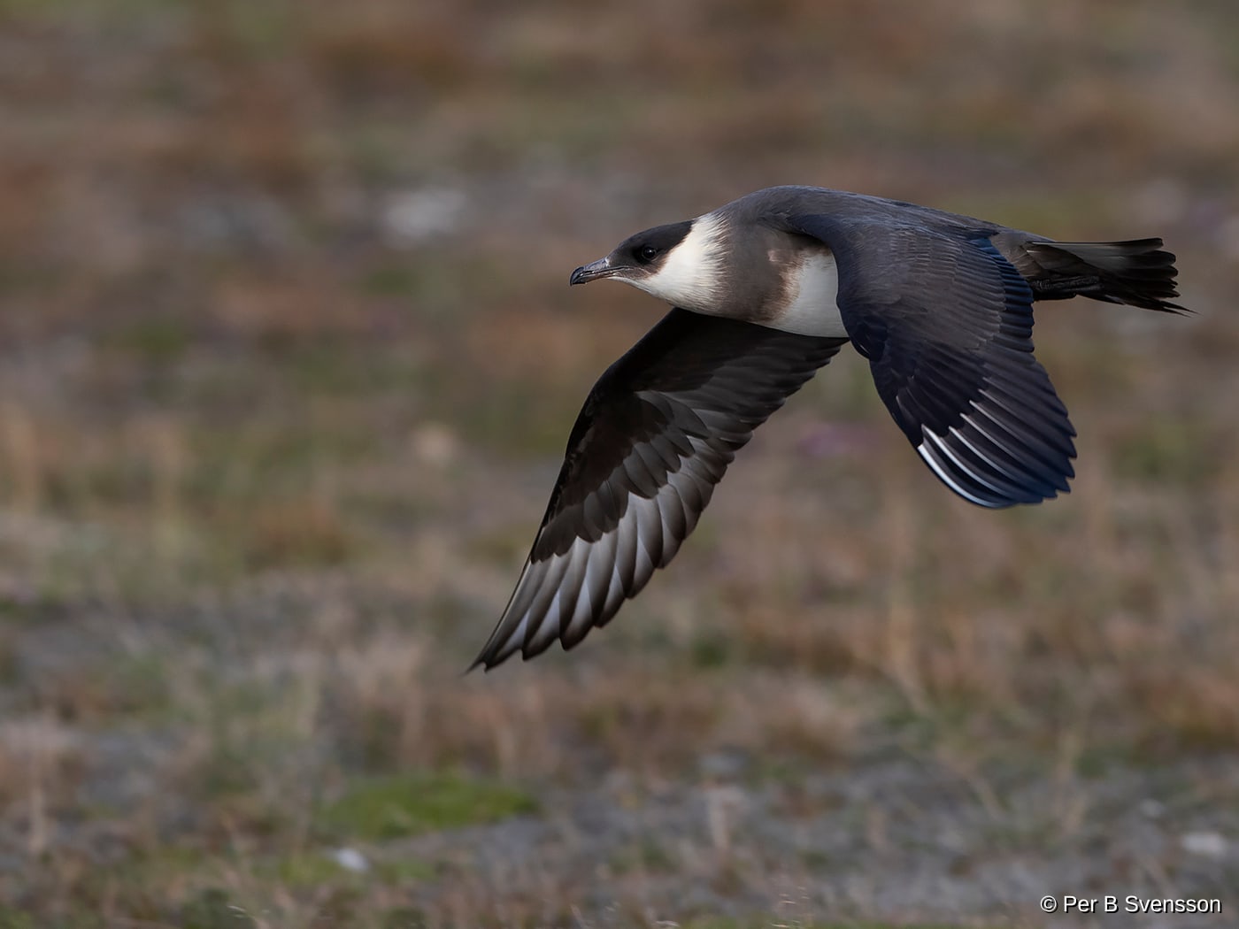 Almindelig Kjove