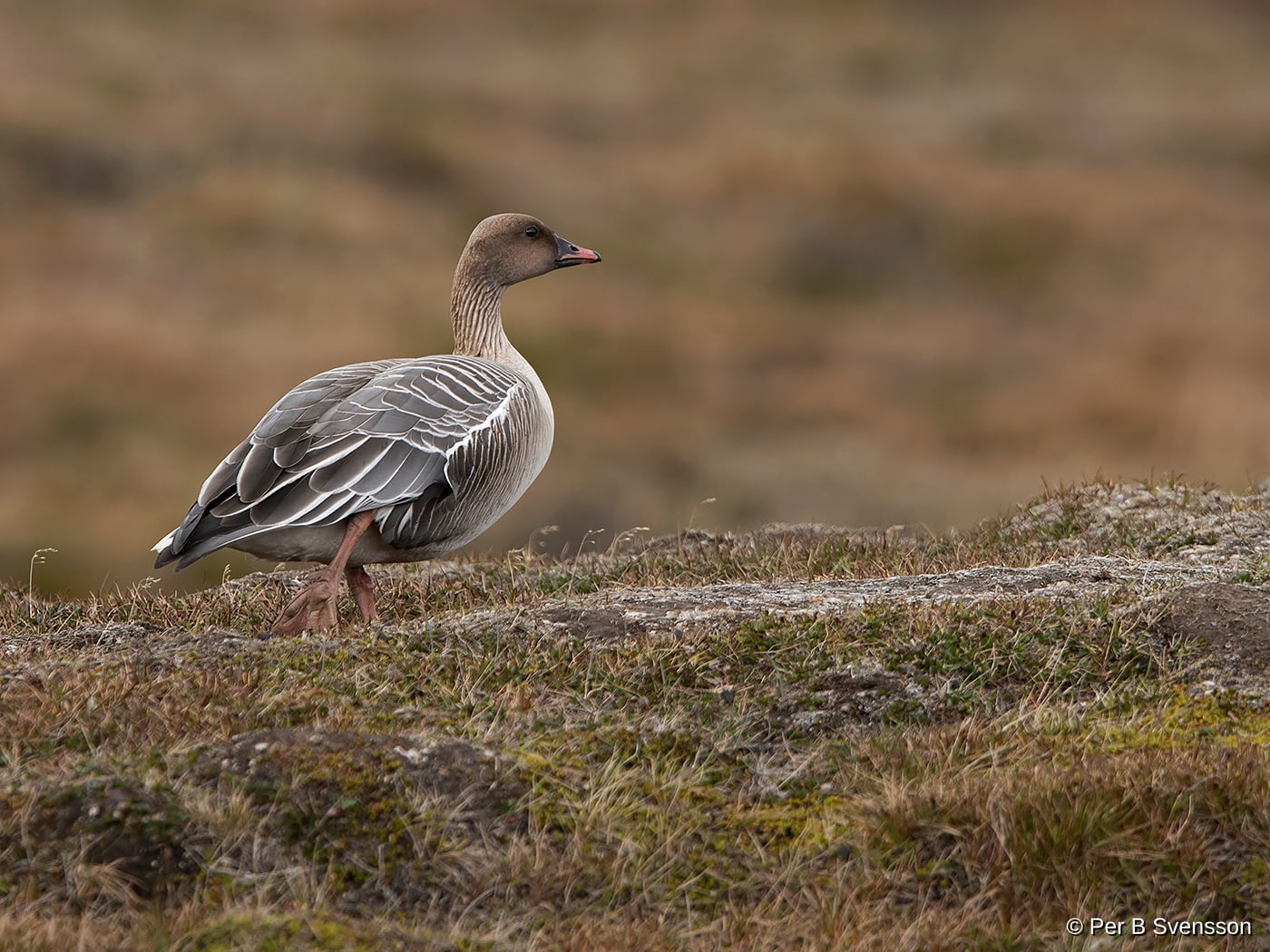 Kortnæbbet Gås