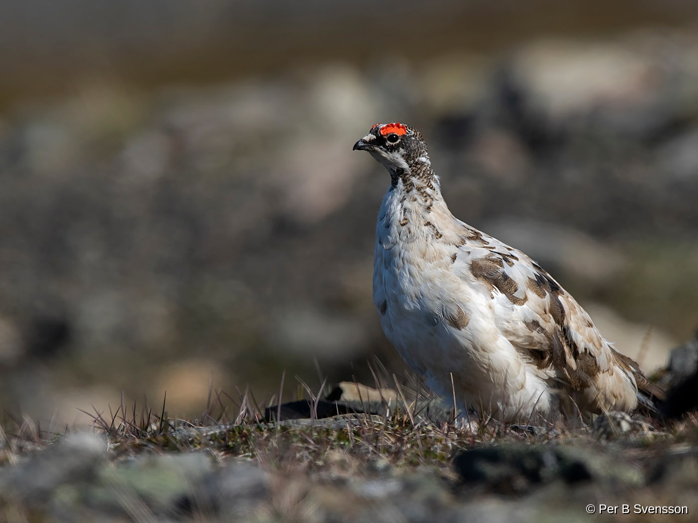 Svalbard rype