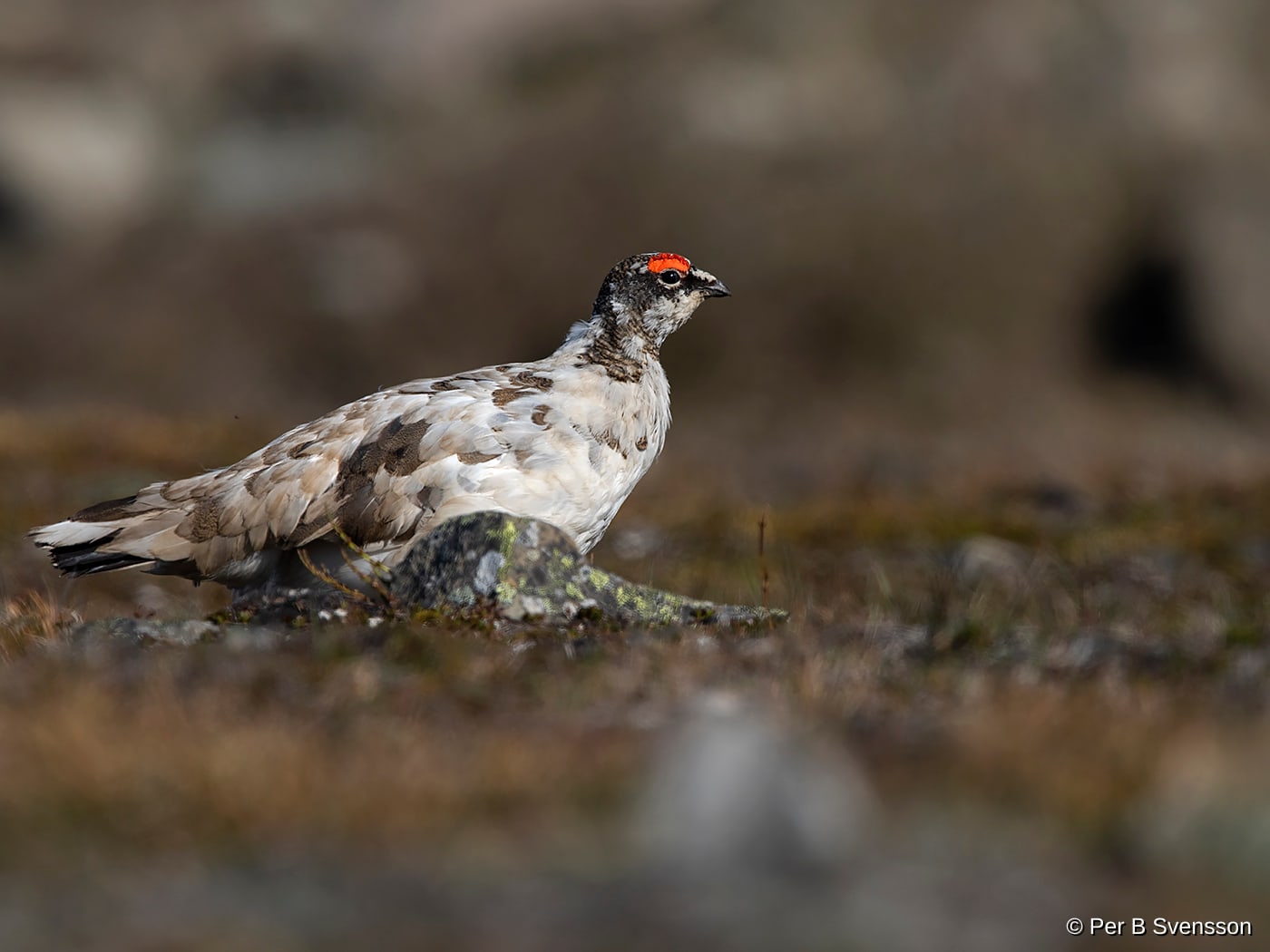 Svalbard rype