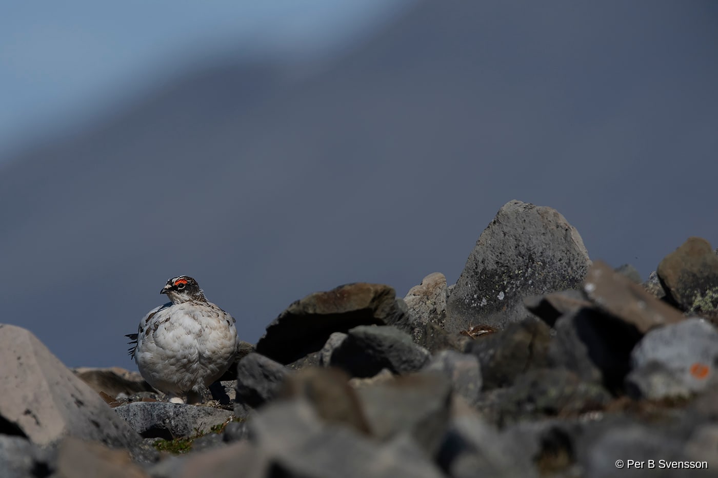 Svalbard rype