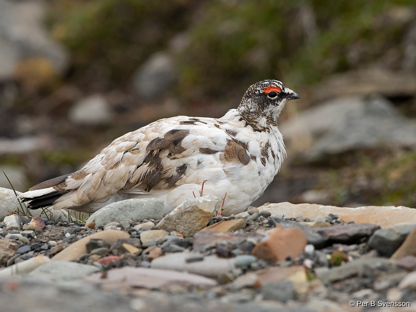Svalbard rype