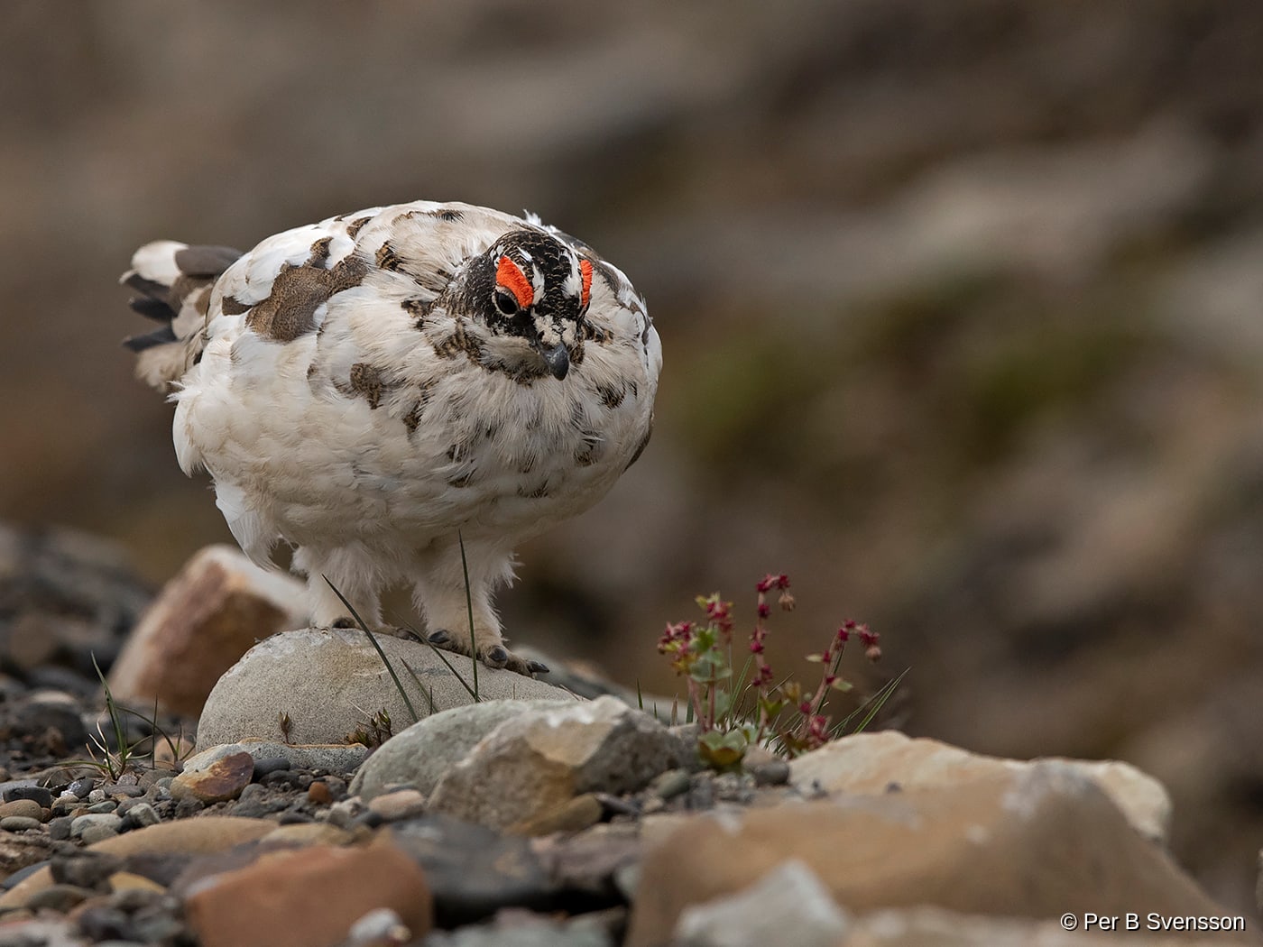 Svalbard rype