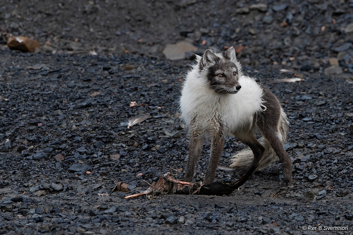 Polarræv