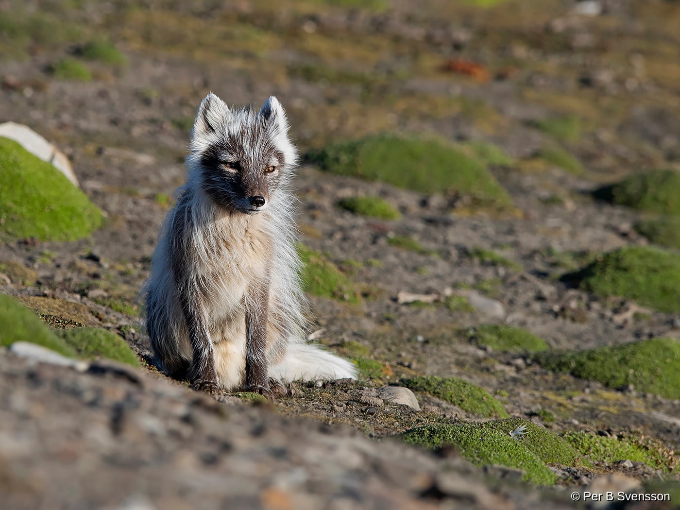 Polarræv