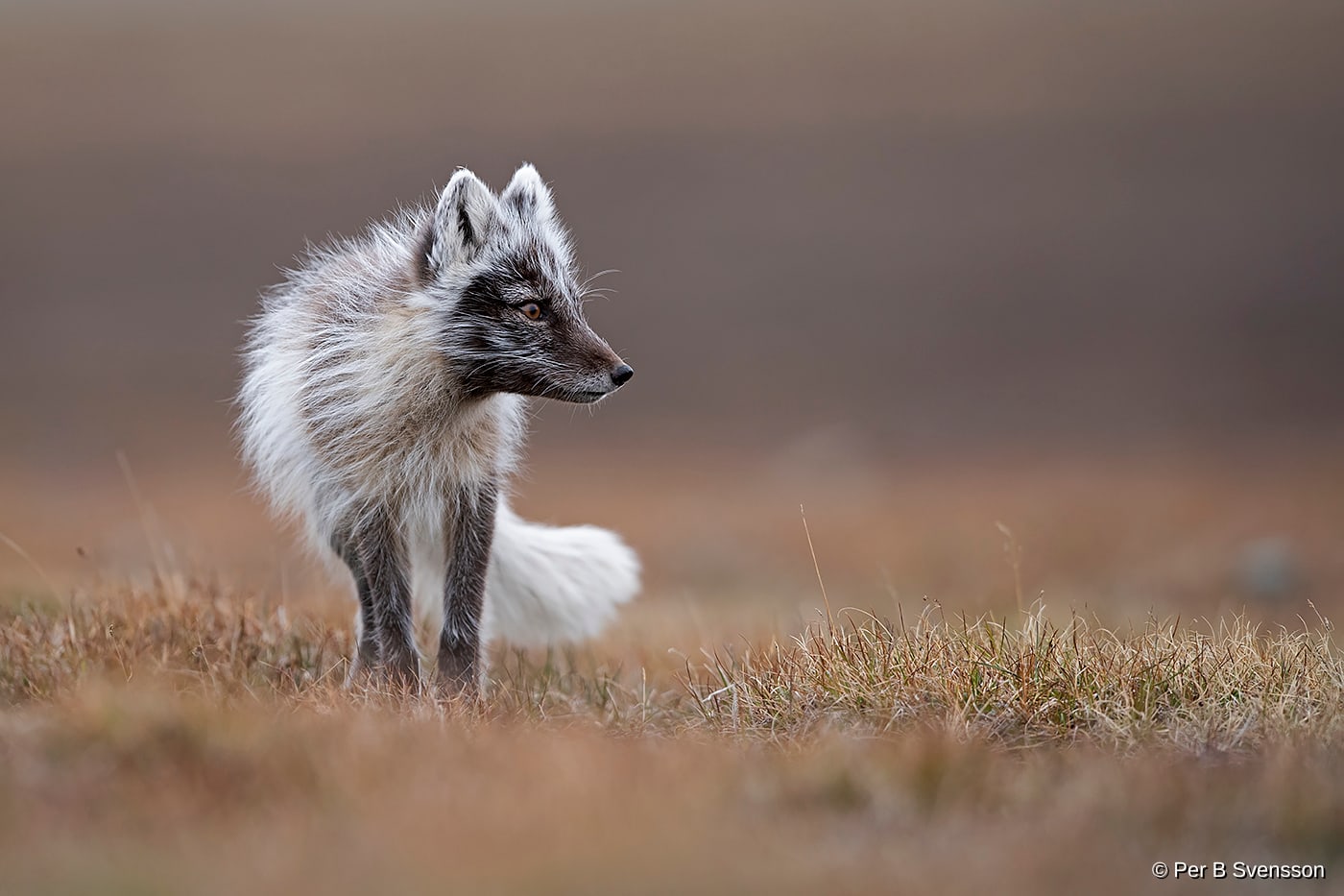 Polarræv