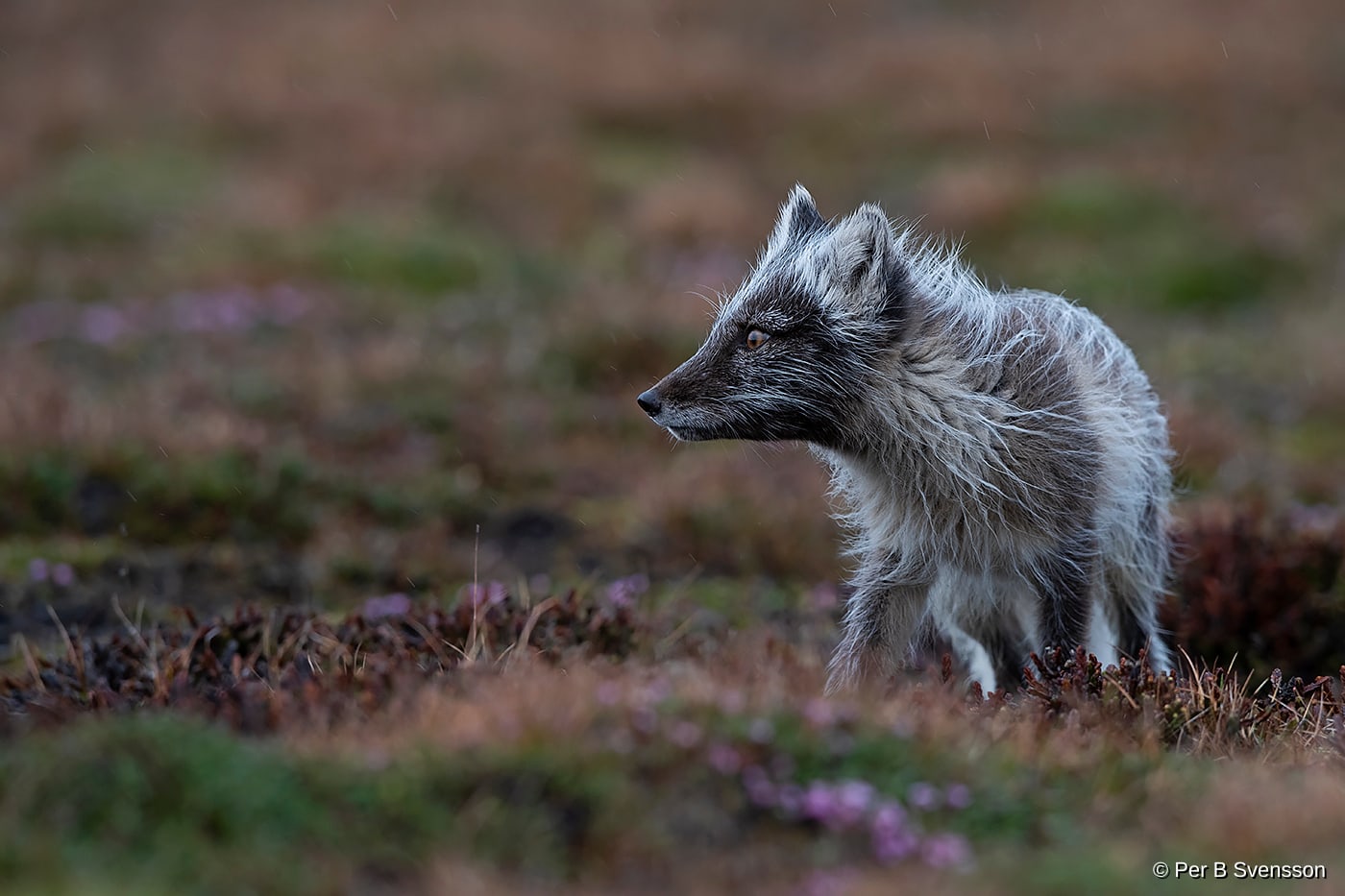 Polarræv