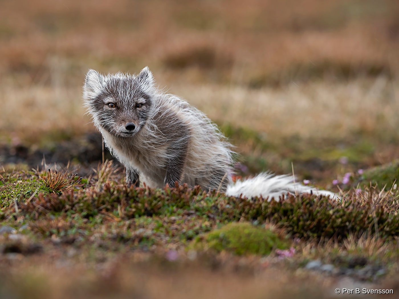 Polarræv