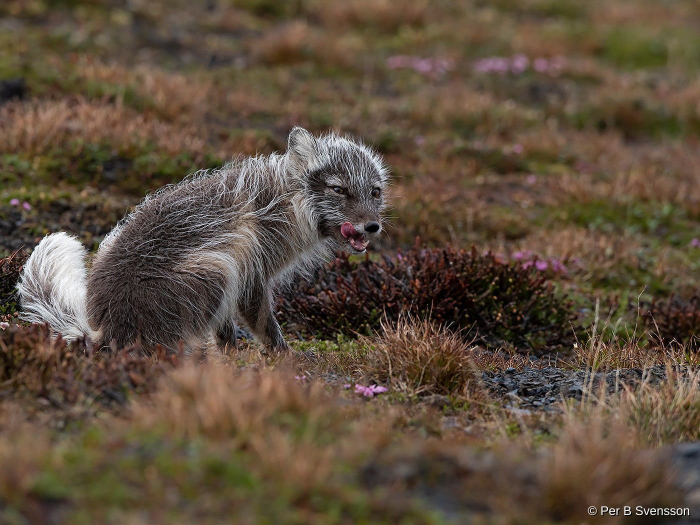 Polarræv