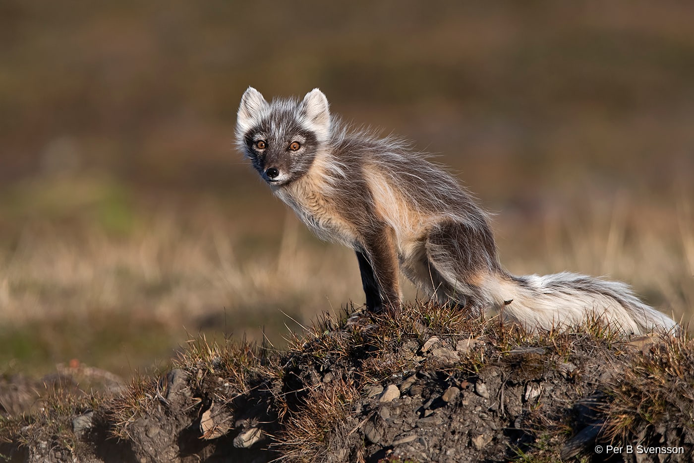 Polarræv