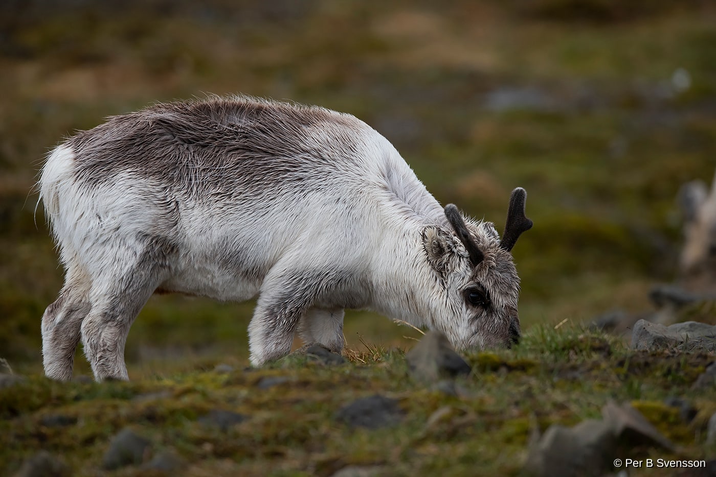 Svalbard Ren