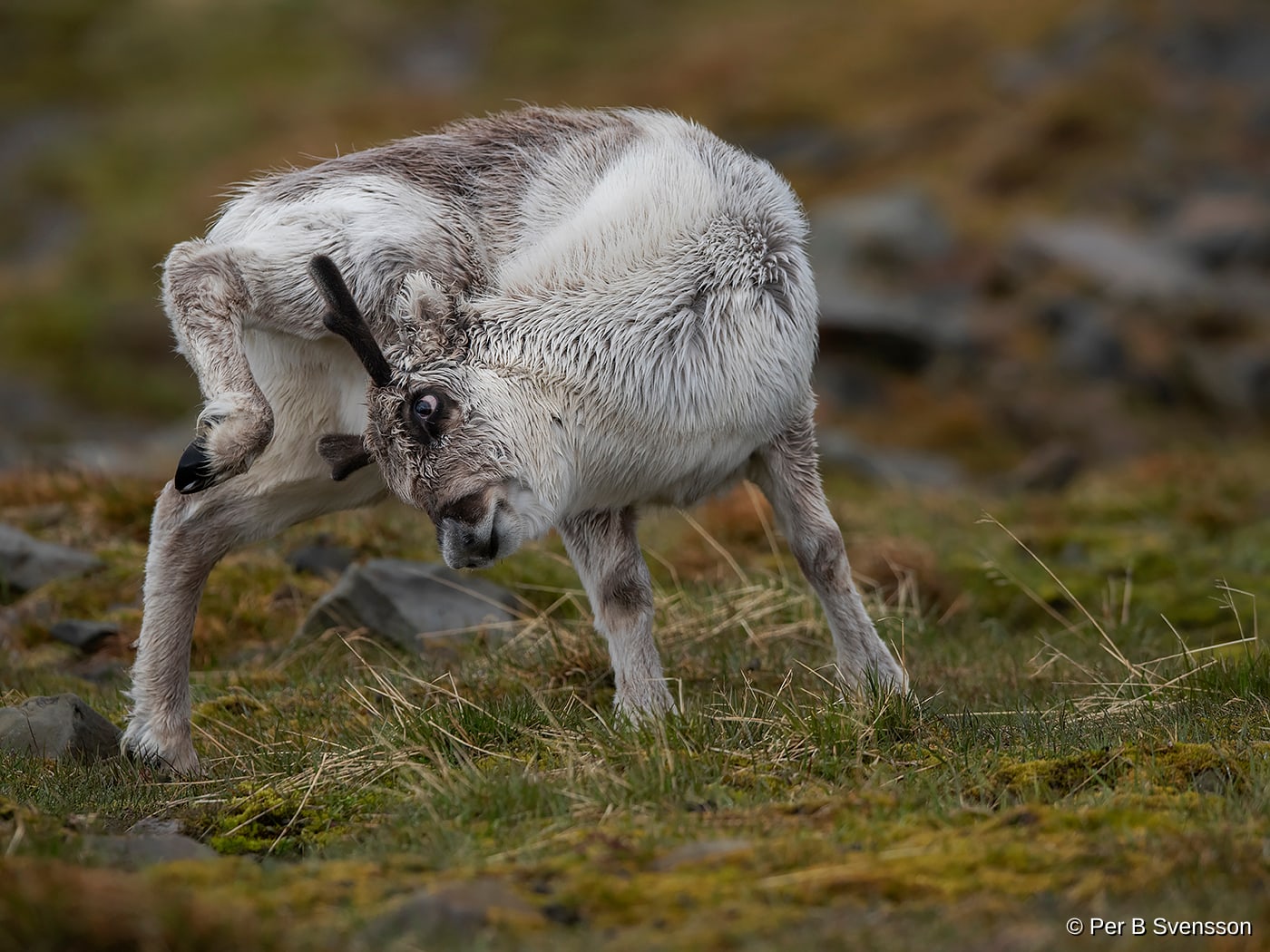 Svalbard Ren