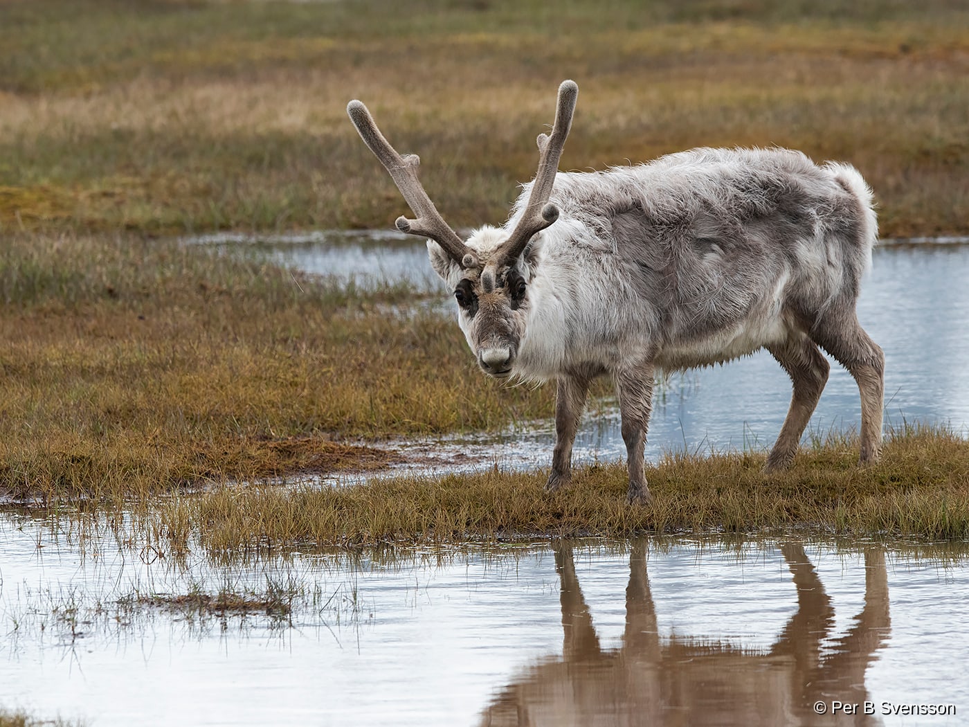 Svalbard Ren