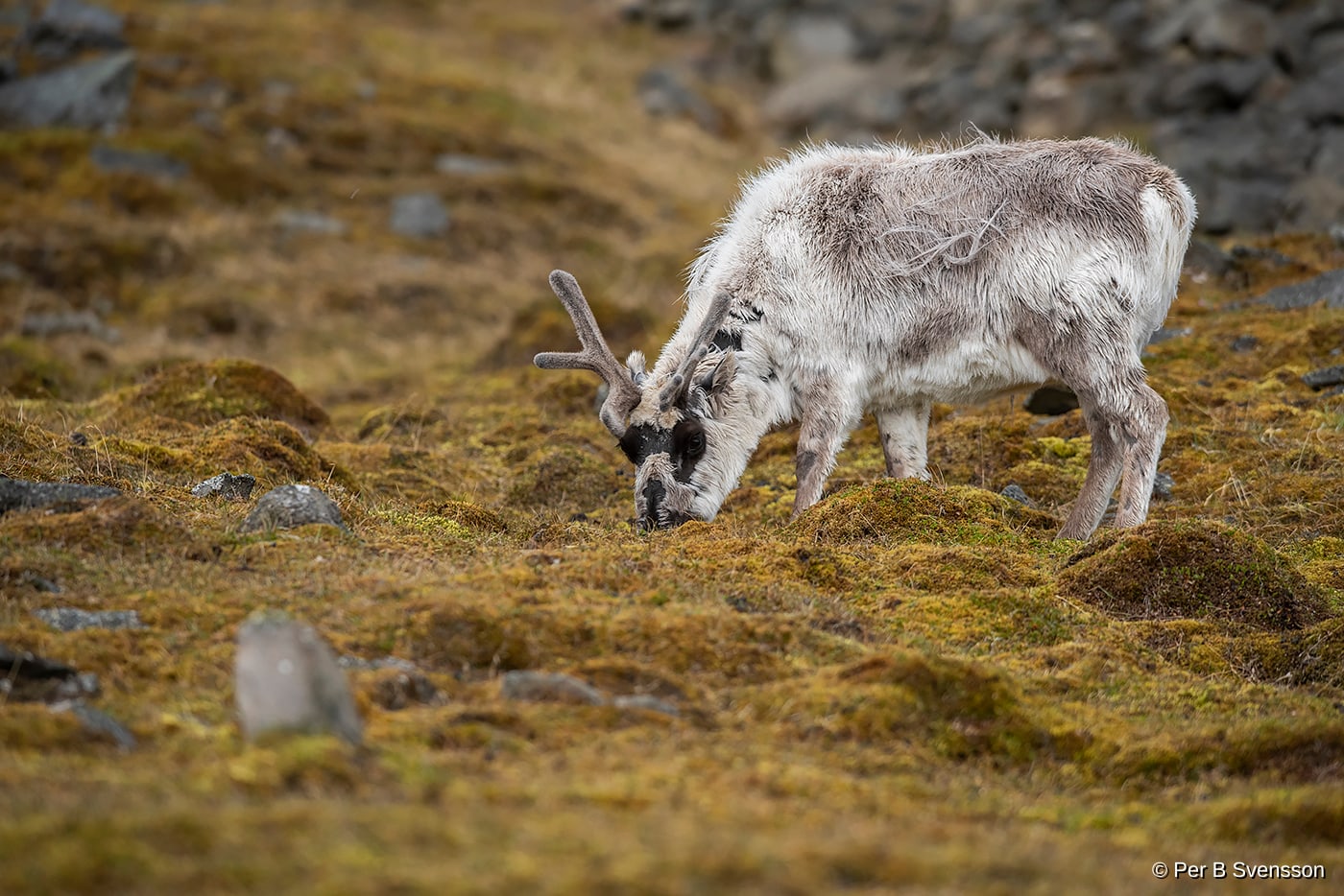 Svalbard Ren