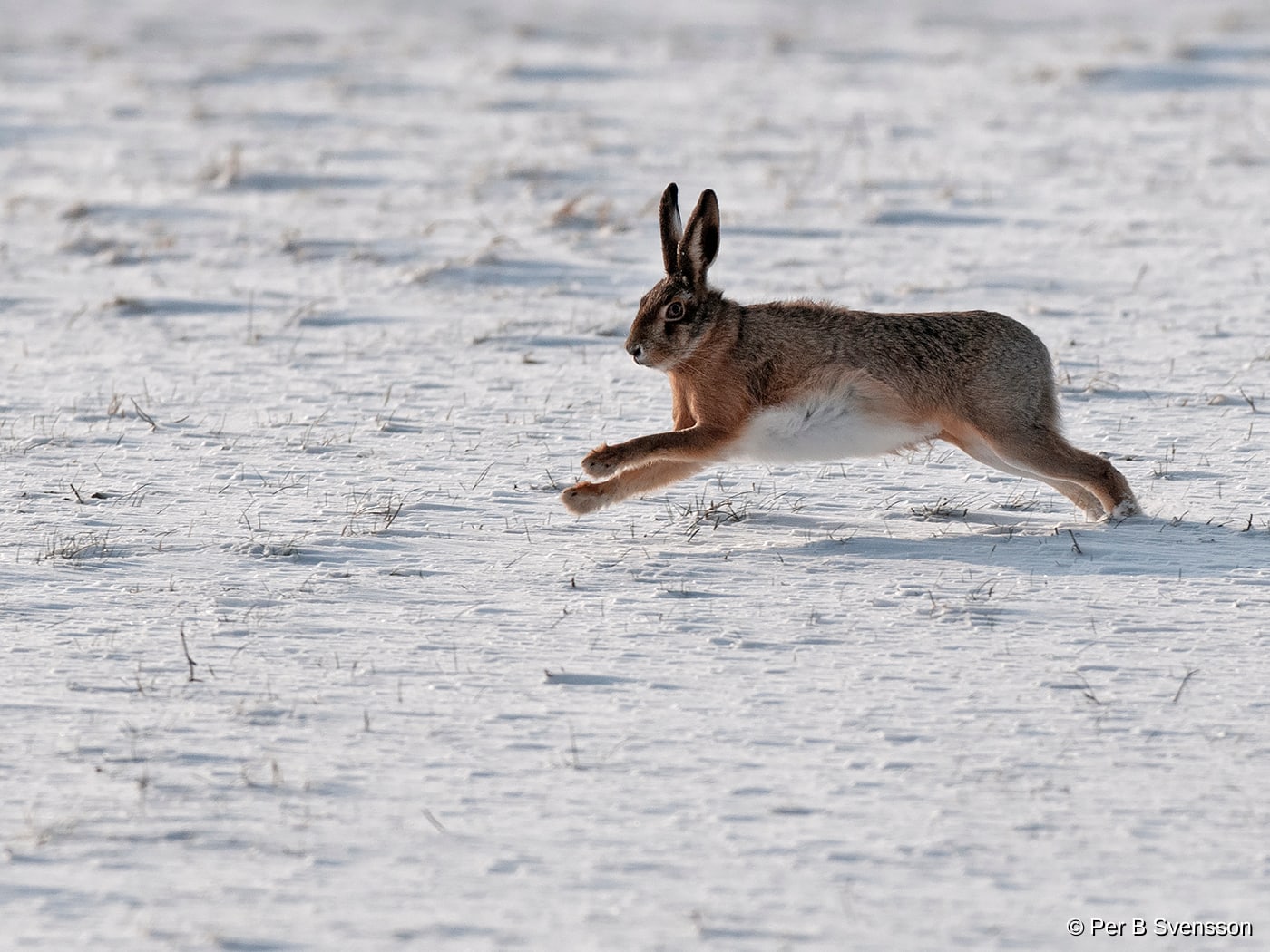 Hare