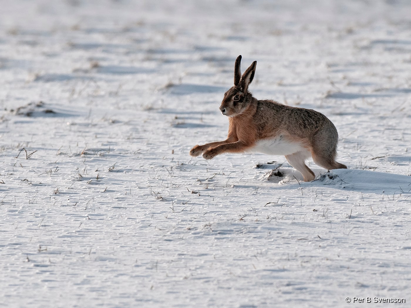 Hare