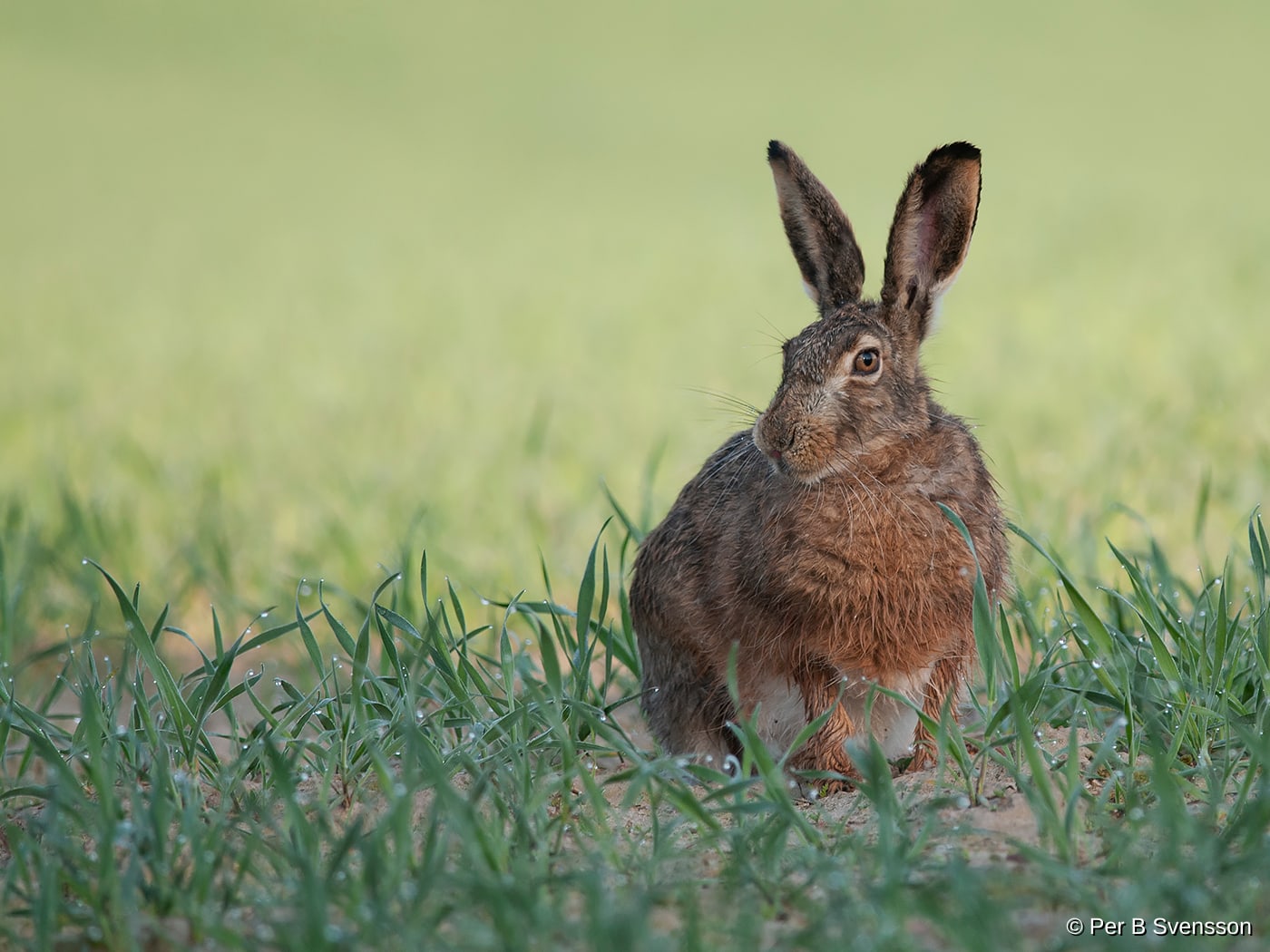 Hare