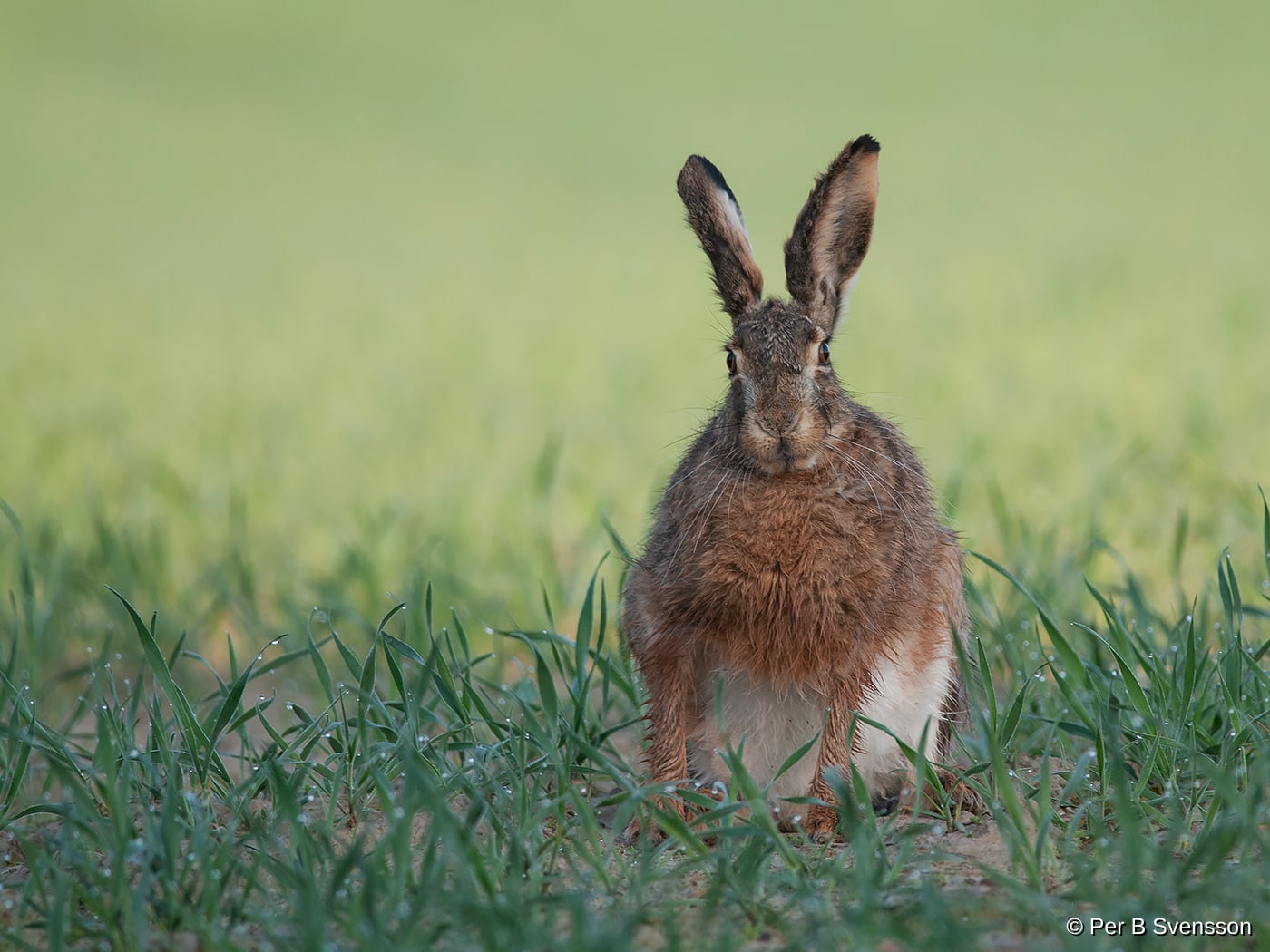 Hare