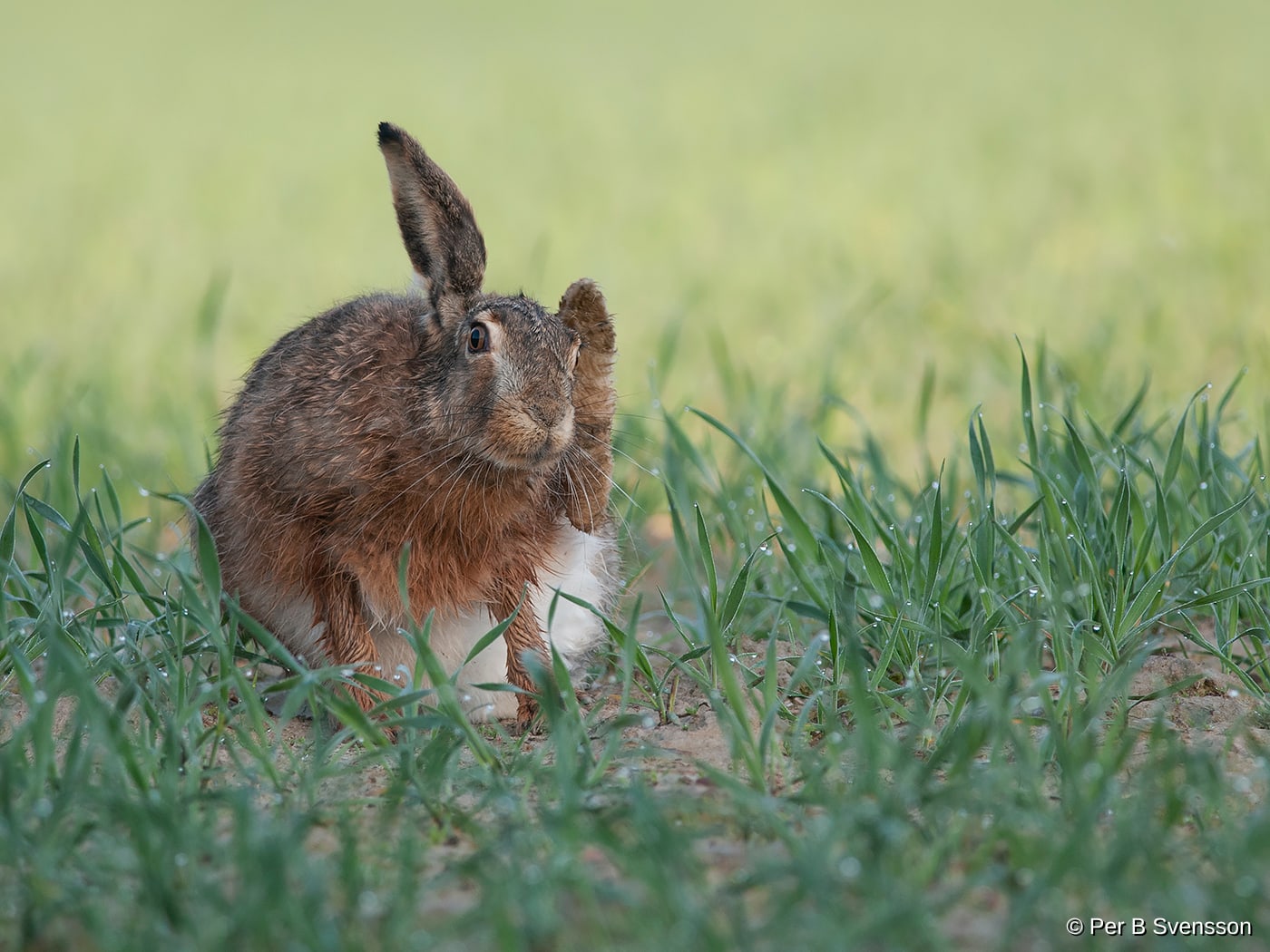 Hare