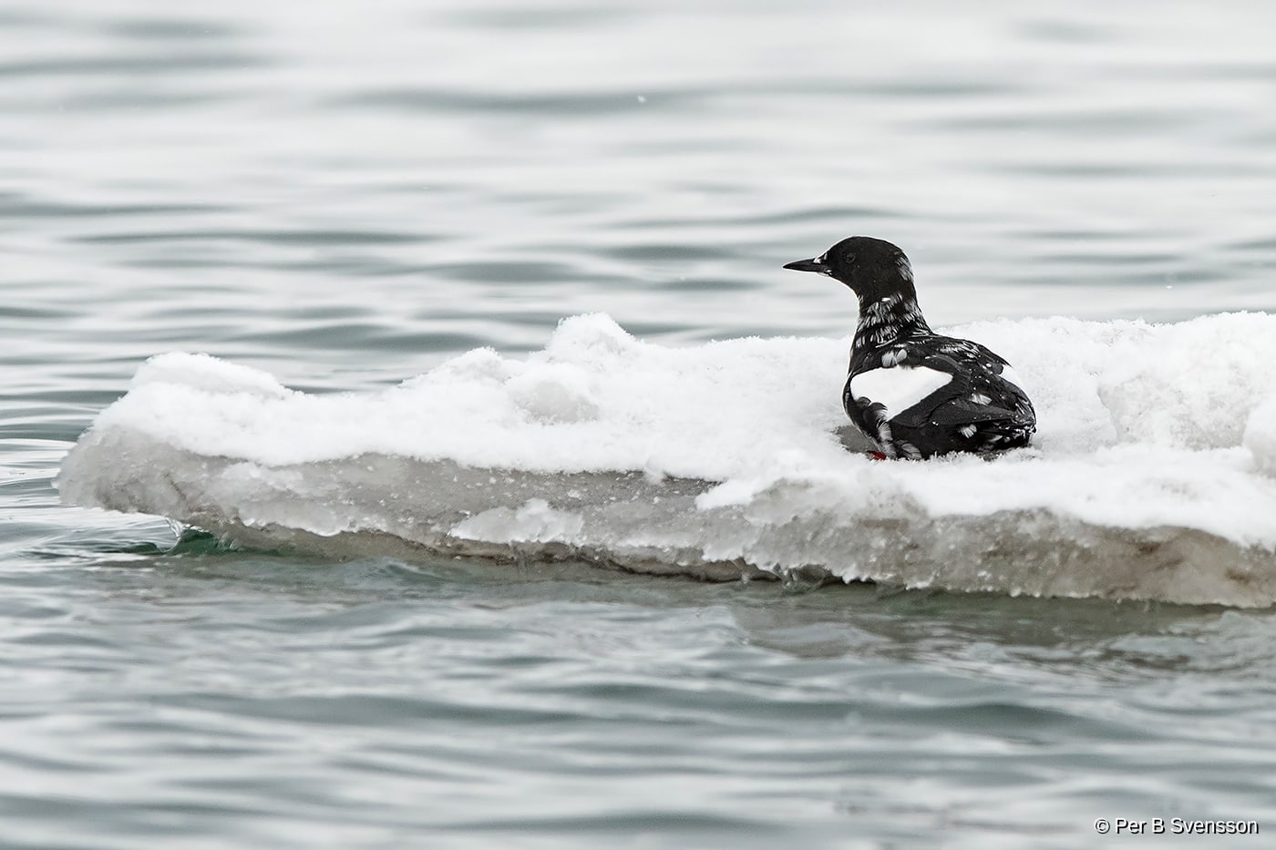 Tejst