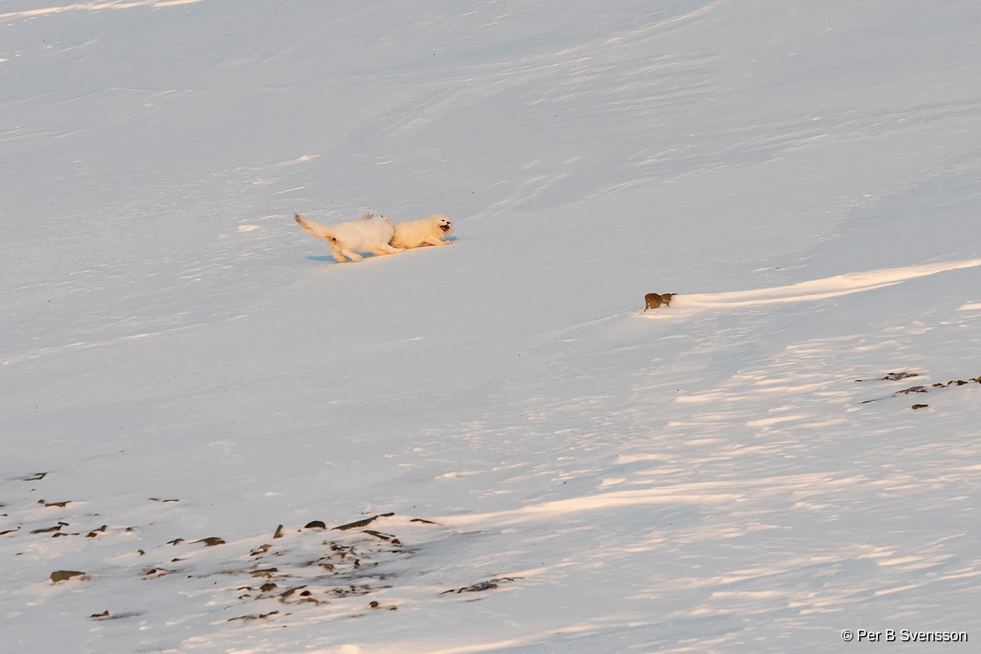 Polarræv