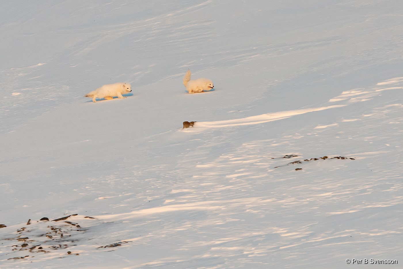 Polarræv