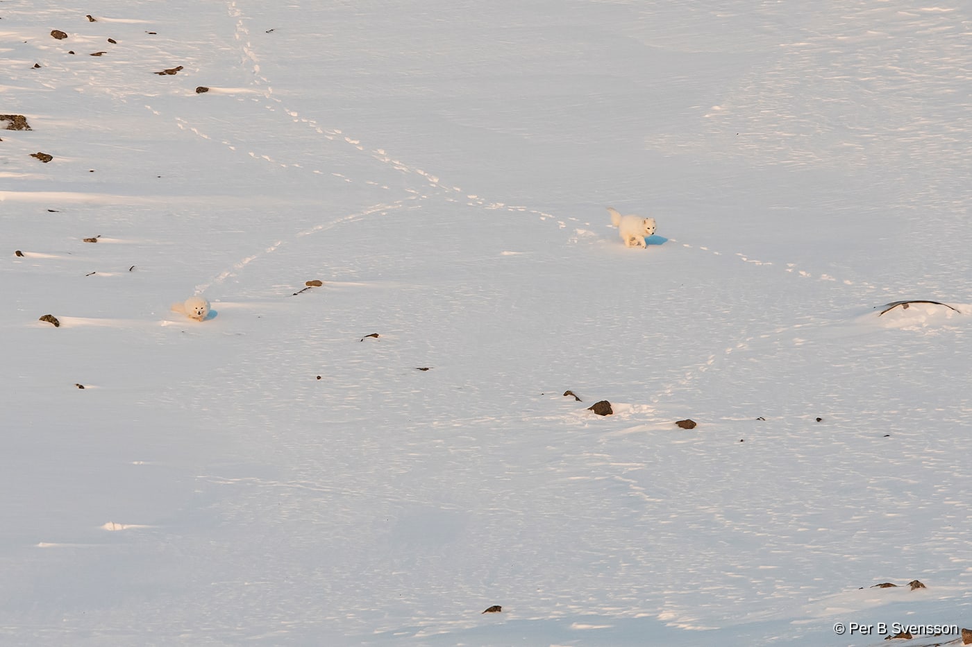 Polarræv