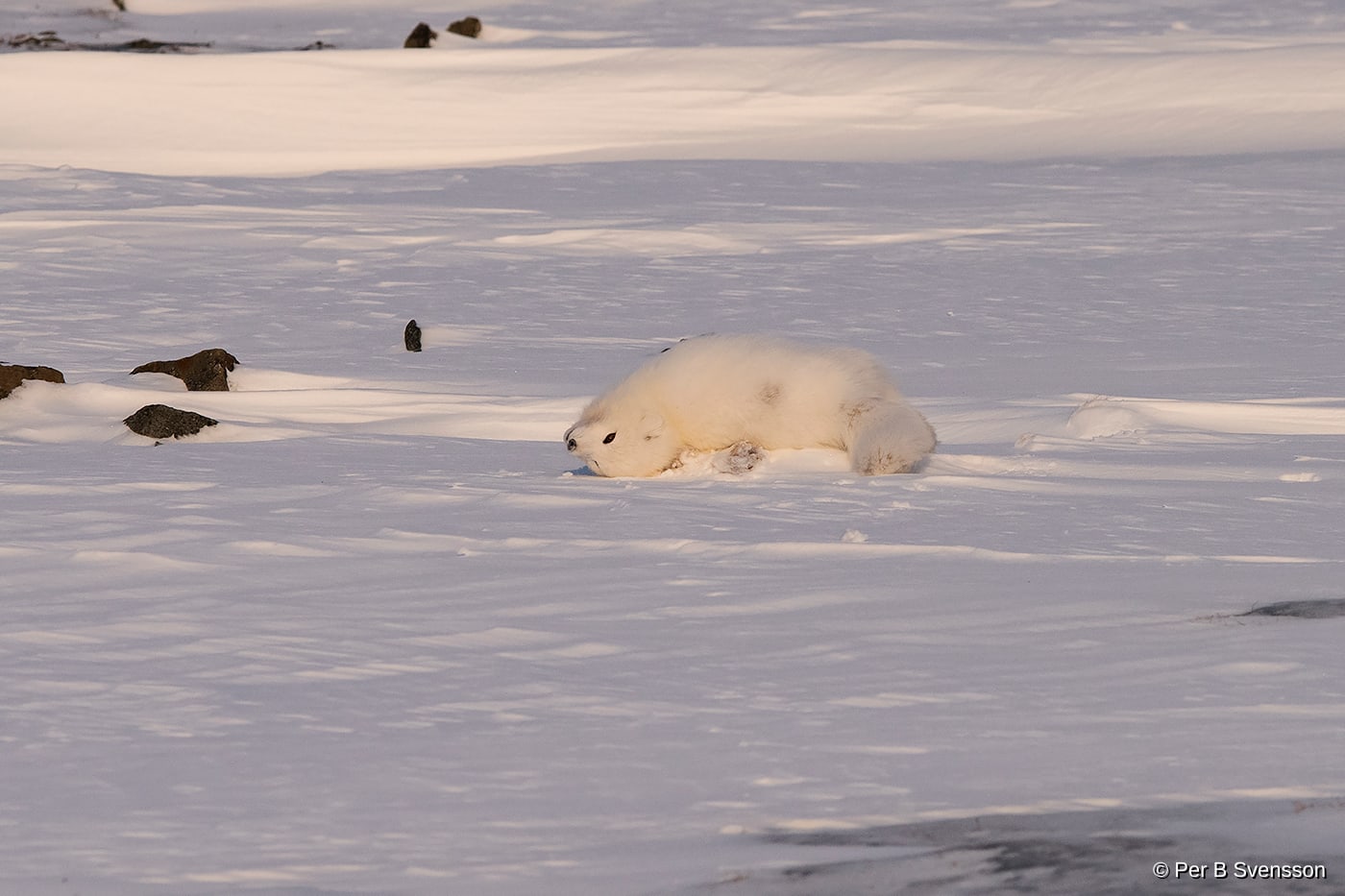 Polarræv