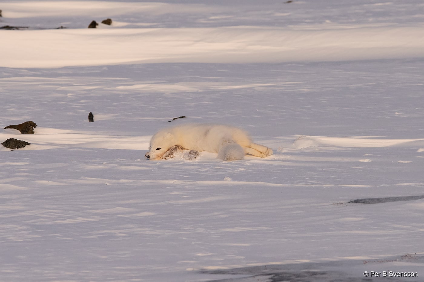 Polarræv