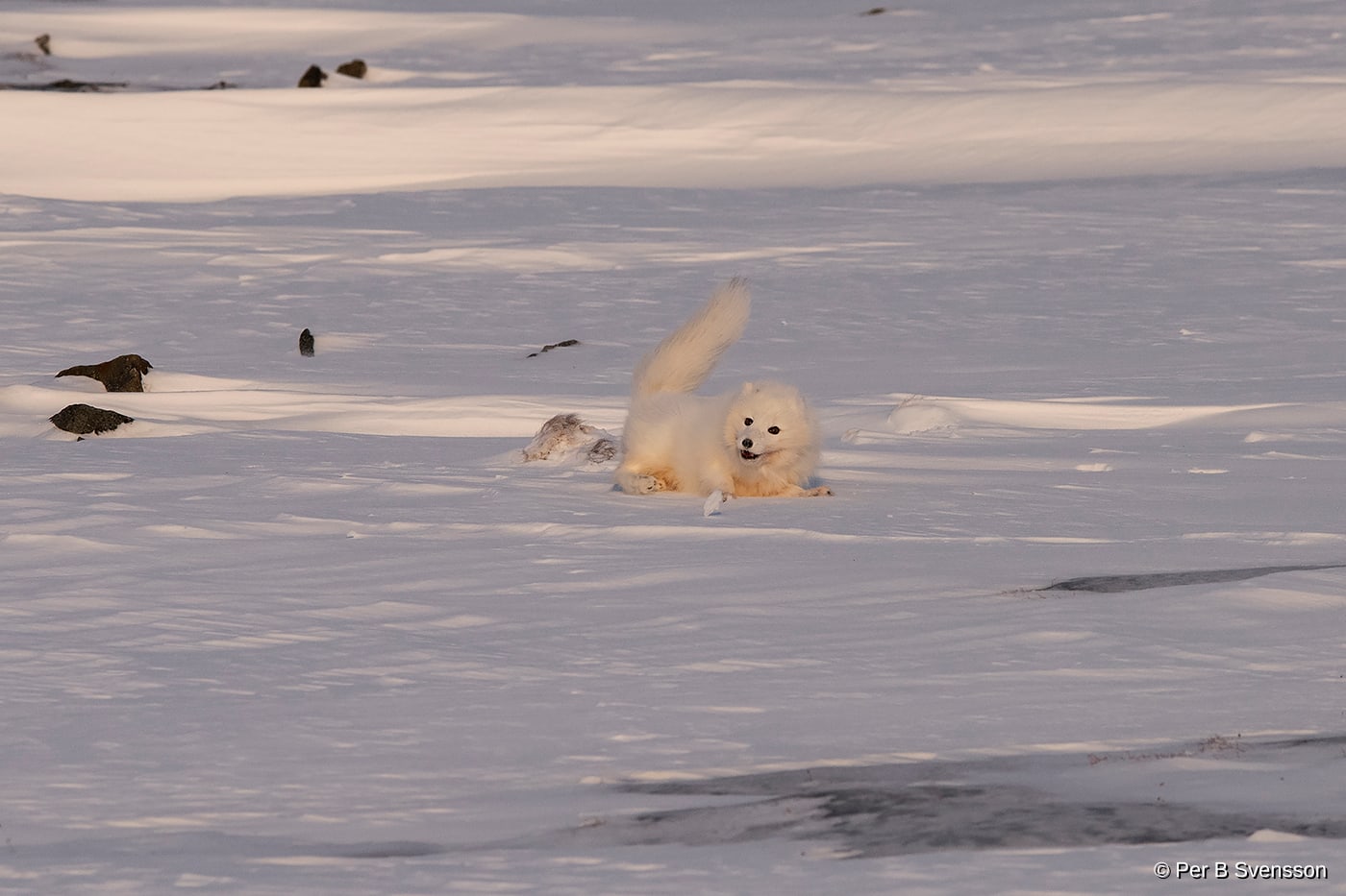 Polarræv