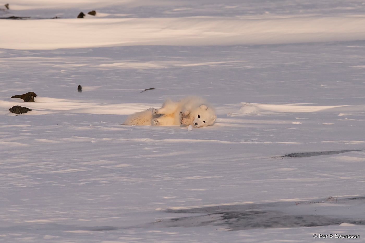 Polarræv