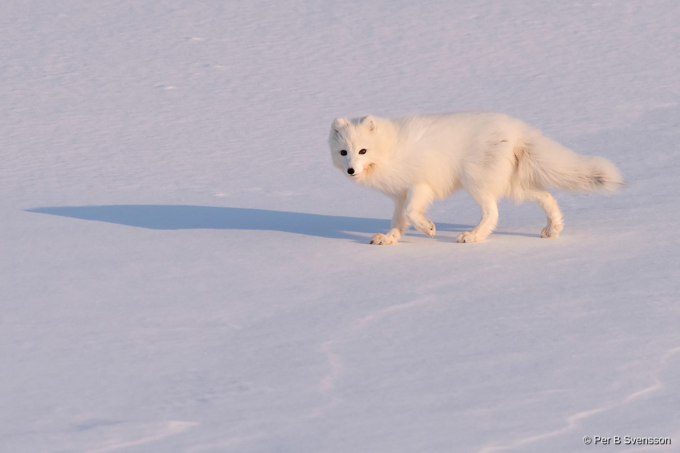 Polarræv