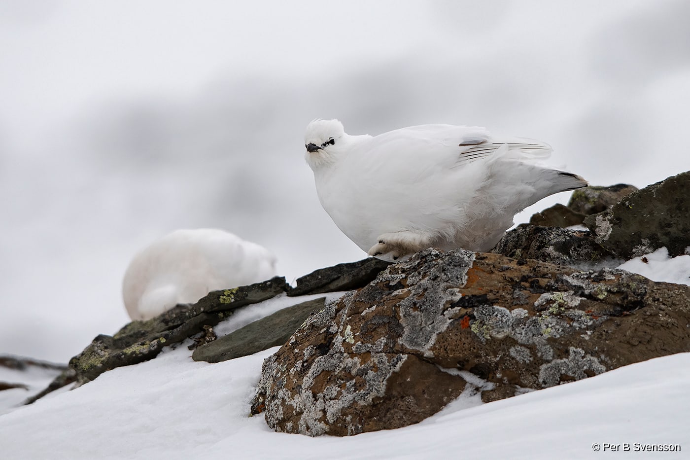 Svalbard Rype