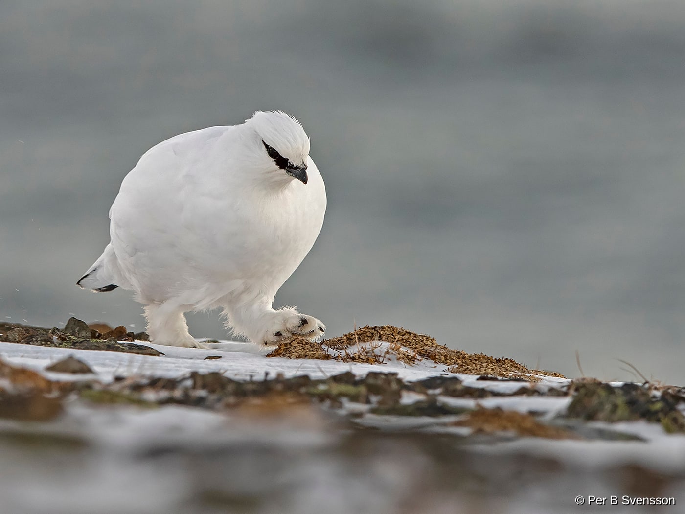 Svalbard Rype