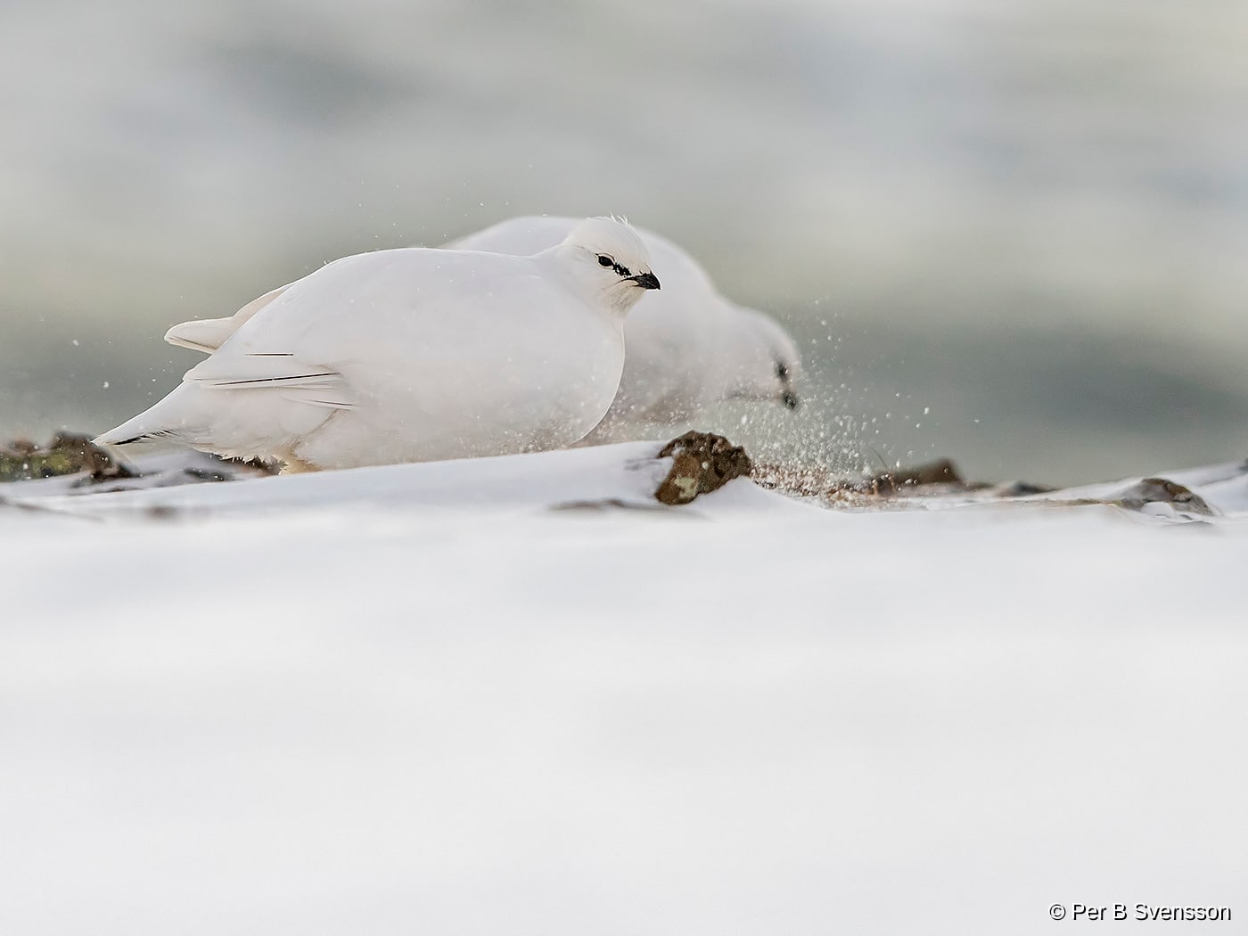 Svalbard Rype