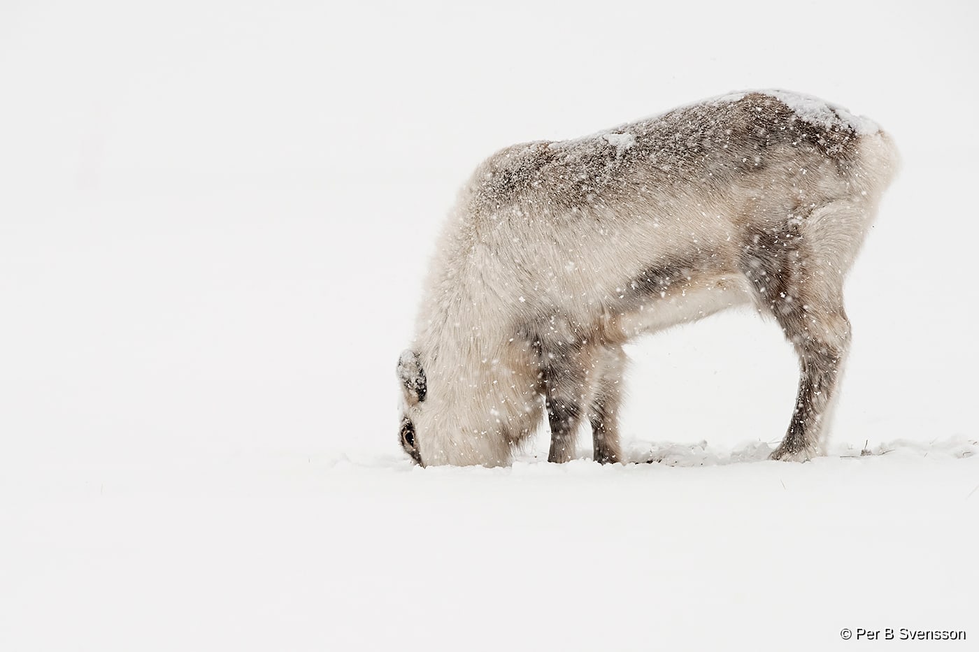 Svalbard Ren
