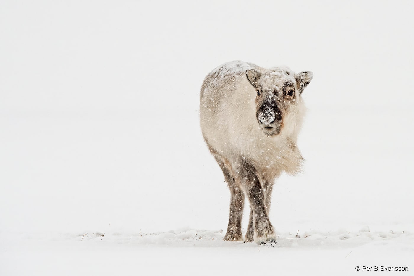Svalbard Ren