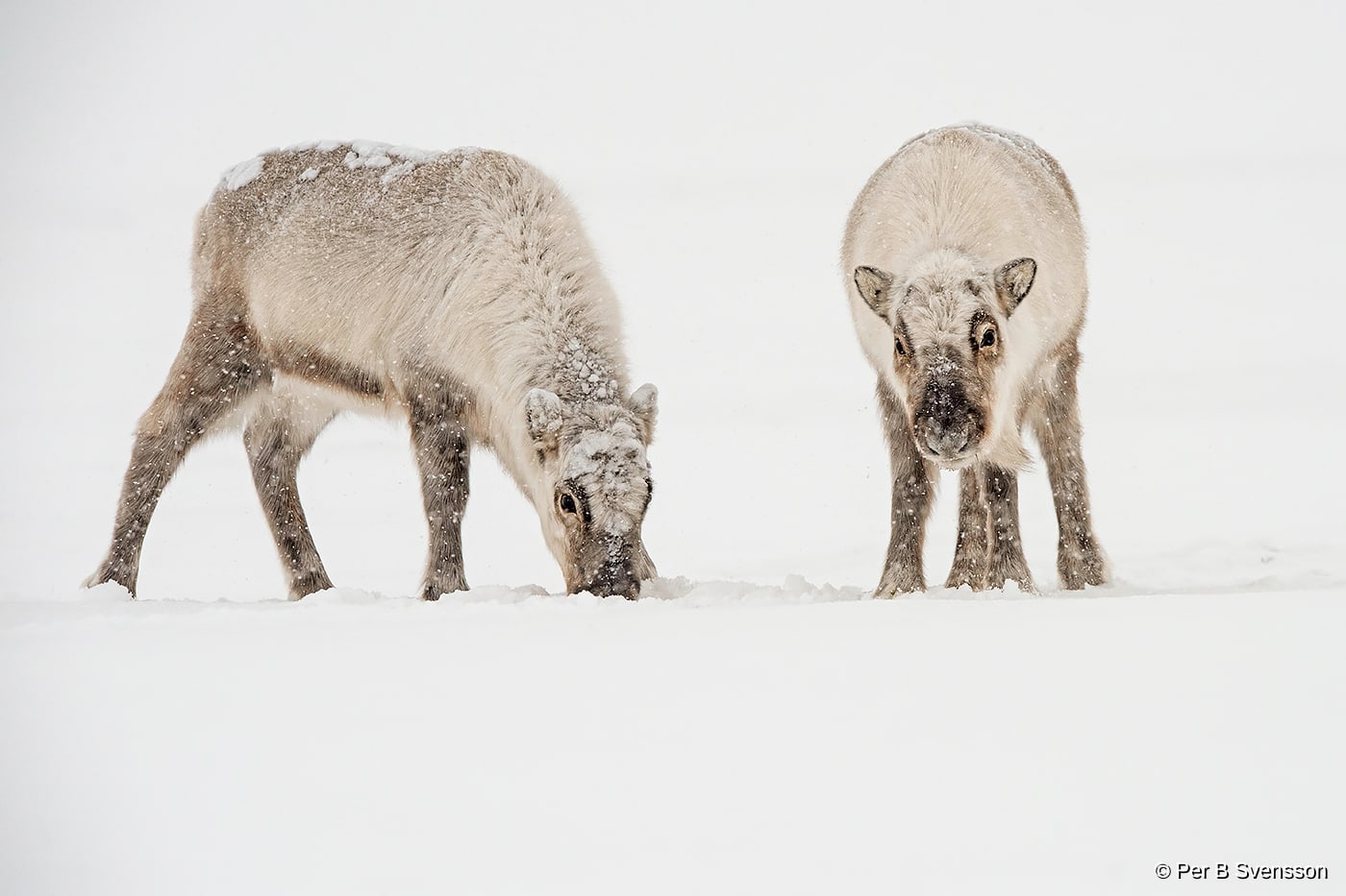 Svalbard Ren