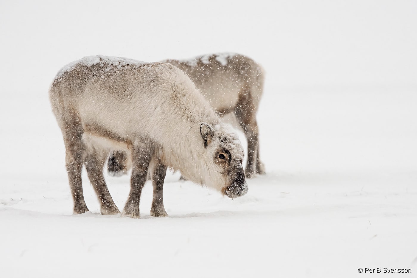 Svalbard Ren