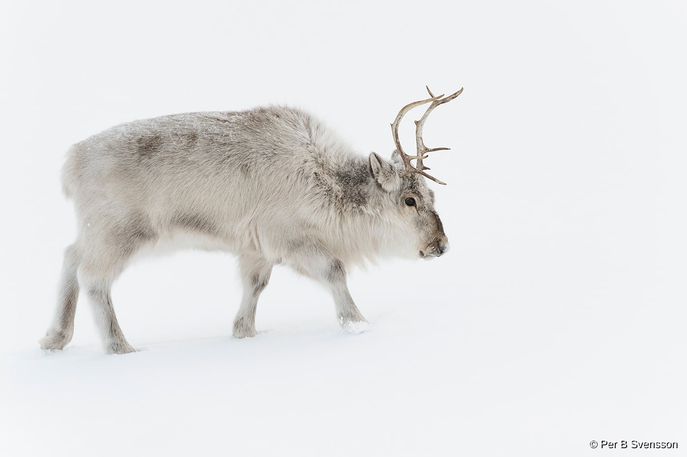 Svalbard Ren