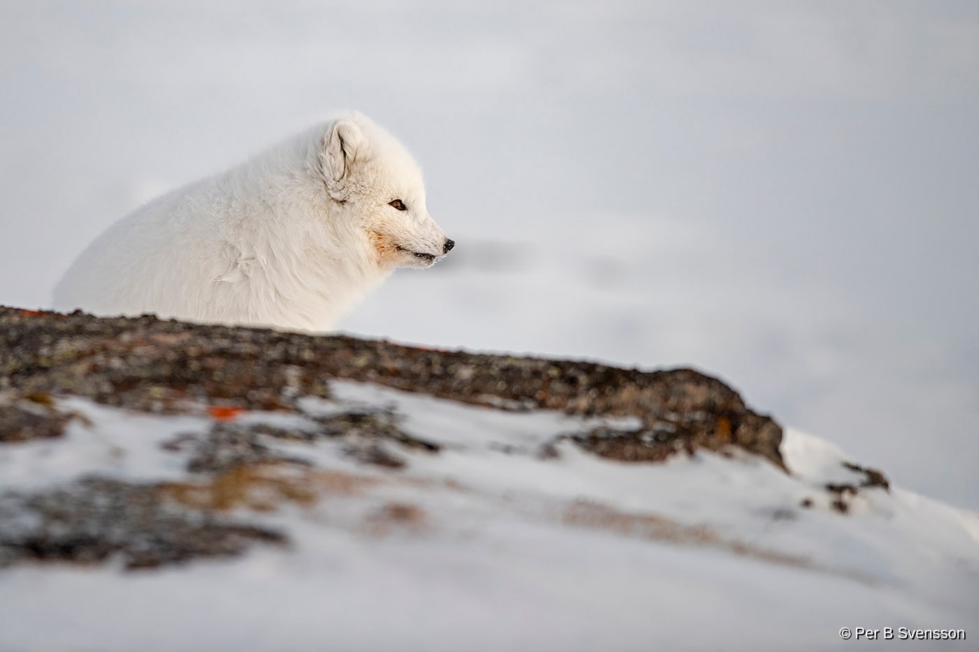 Polarræv
