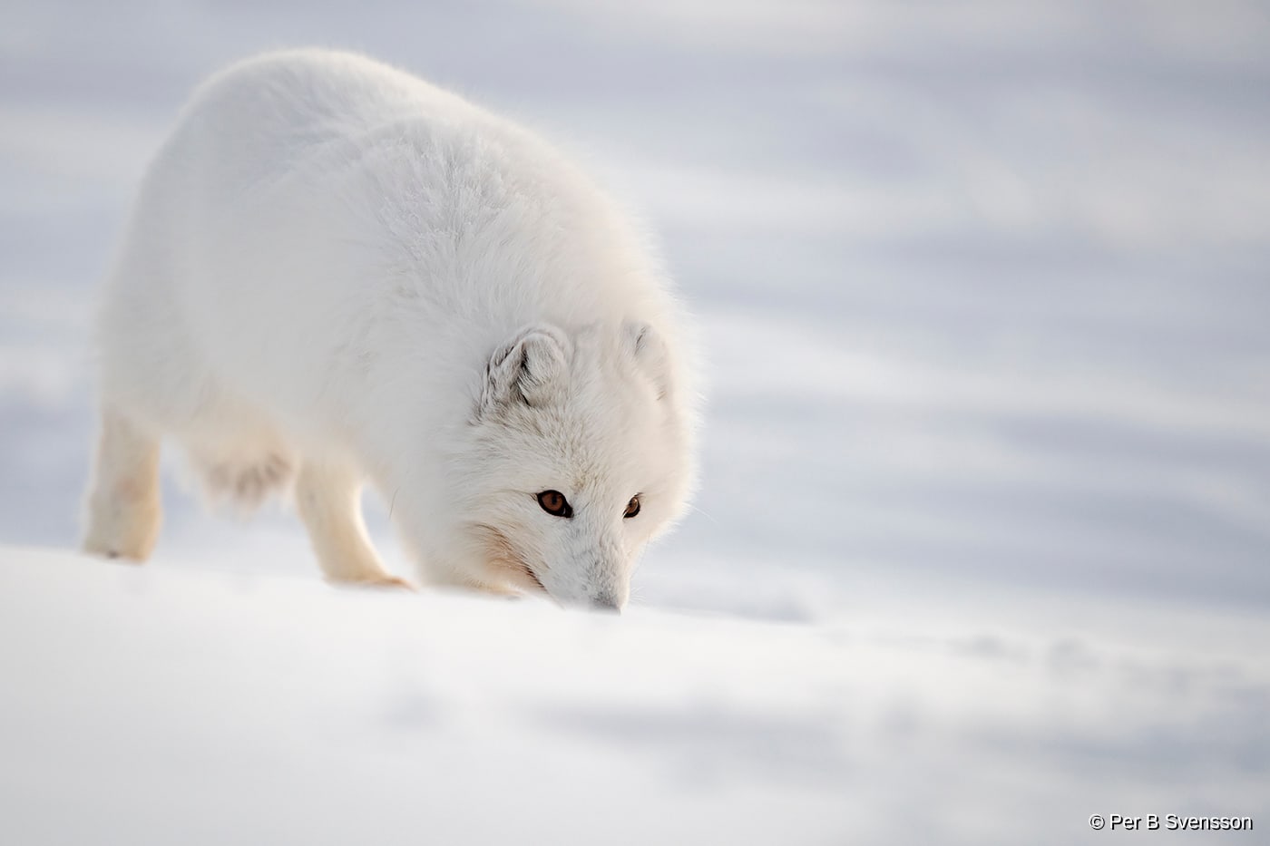 Polarræv